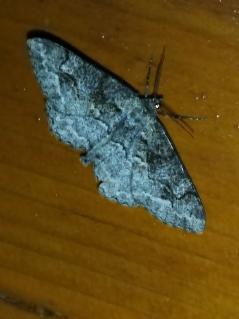 Alcis repandata - foltos faaraszoló Alcis repandata - foltos faaraszoló
