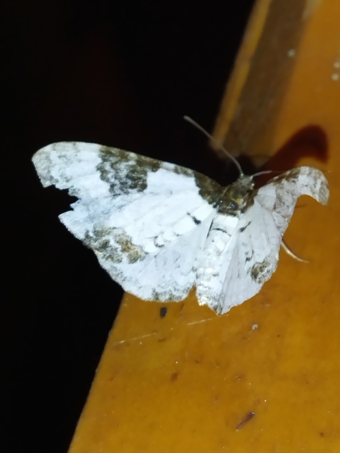 Melanthia procellata - hullámos tarkaaraszoló