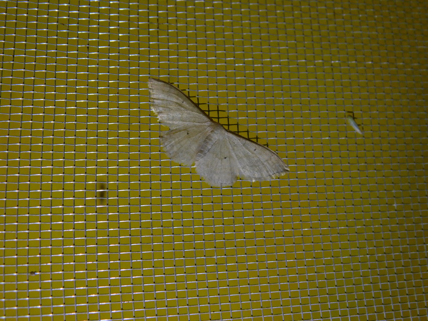 Idaea straminata - szalmasárga sávosaraszoló