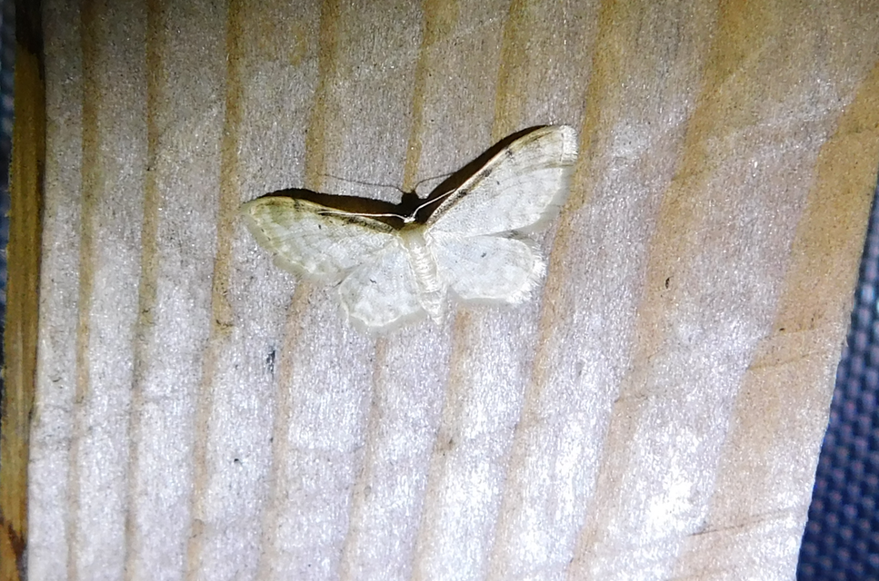 Idaea fuscovenosa - szürkeszélű apróaraszoló