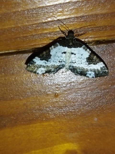 Melanthia procellata - hullámos tarkaaraszoló