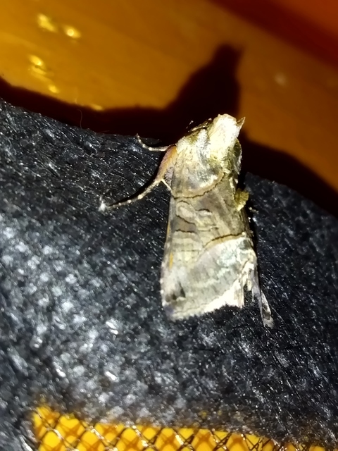 Abrostola tripartita - szürkeövű csalánbagoly