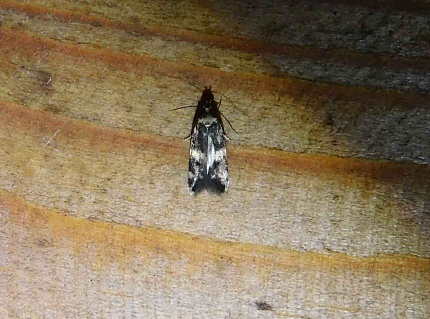 Oegoconia