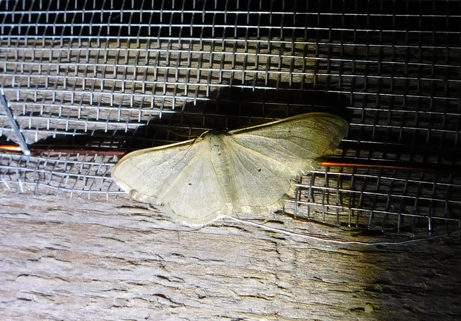 Idaea straminata - szalmasárga sávosaraszoló