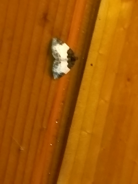 Mesoleuca albicillata - tarka fűzfaaraszoló