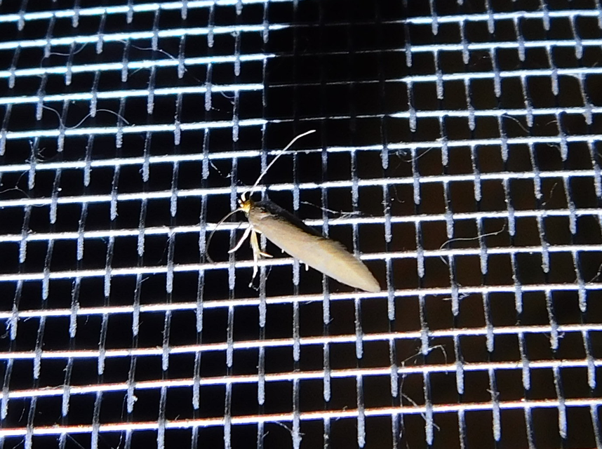 Crassa unitella - aranybarna díszmoly