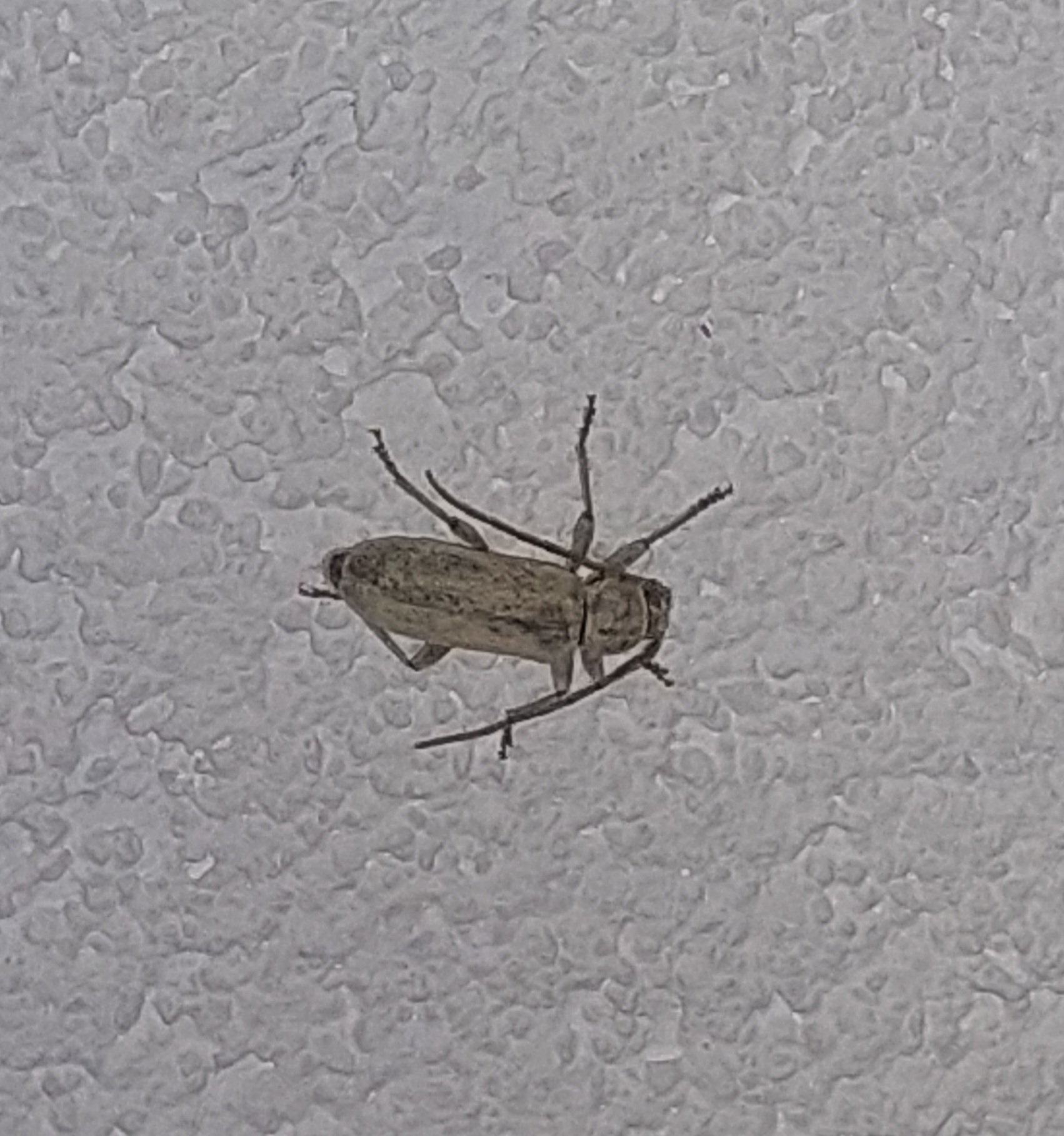 Trichoferus holosericeus