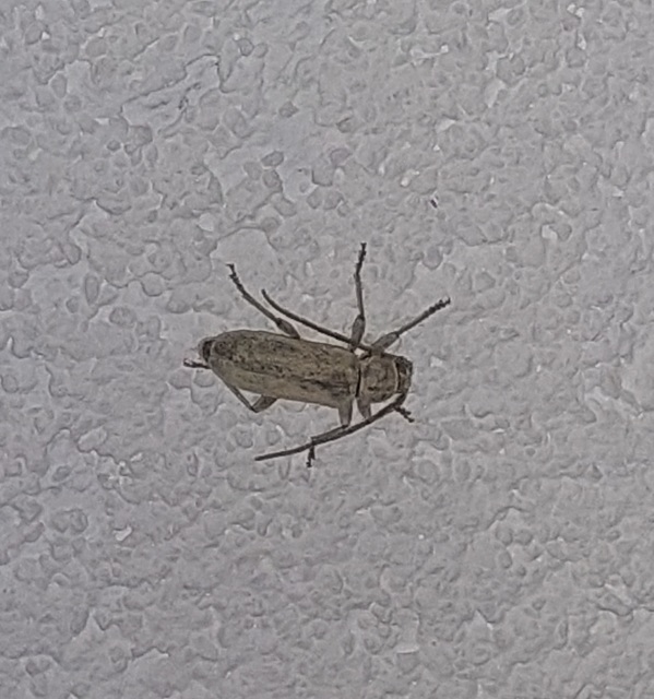 Trichoferus holosericeus