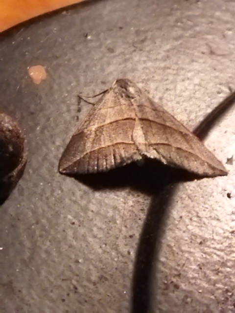 Colobochyla salicalis - háromsávos törpebagoly
