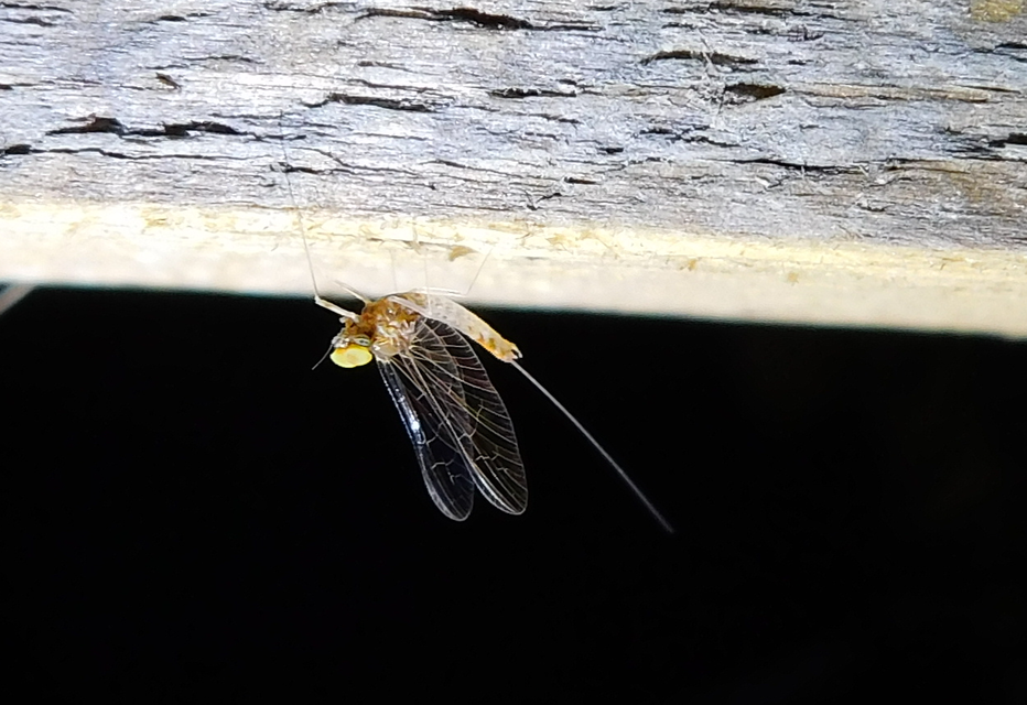 Cloeon dipterum - elevenszülő kérész