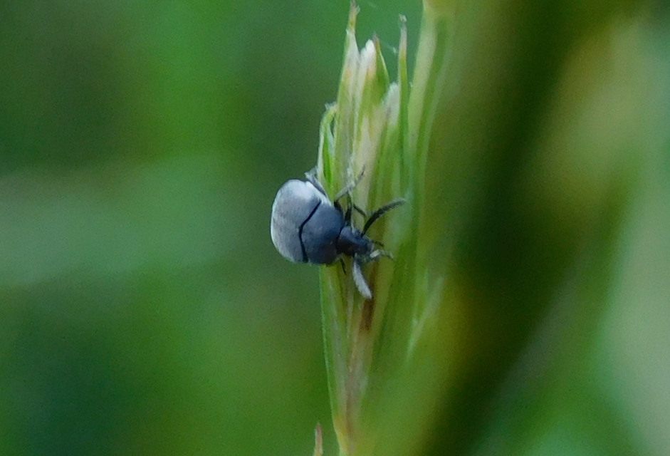 Spermophagus