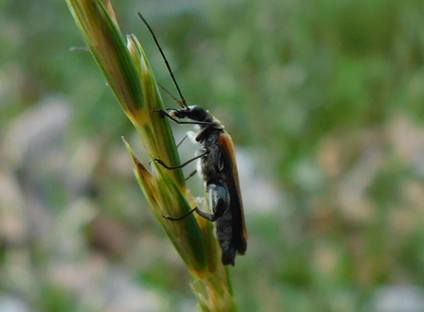 Oedemera femorata - sárgahátú álcincér