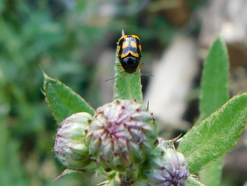 Cryptocephalus anticus - réti zömökbogár