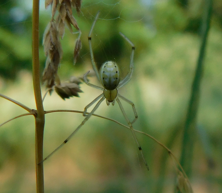 Enoplognatha ovata/latimana