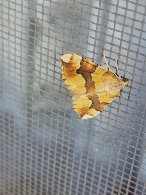 Cidaria fulvata - rózsaaraszoló