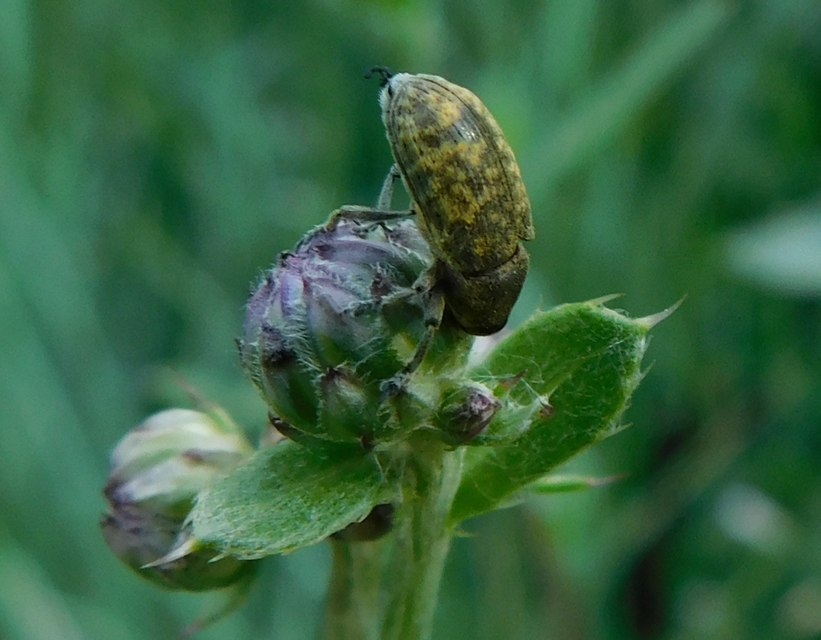 Larinus carlinae - foltos púderbarkó