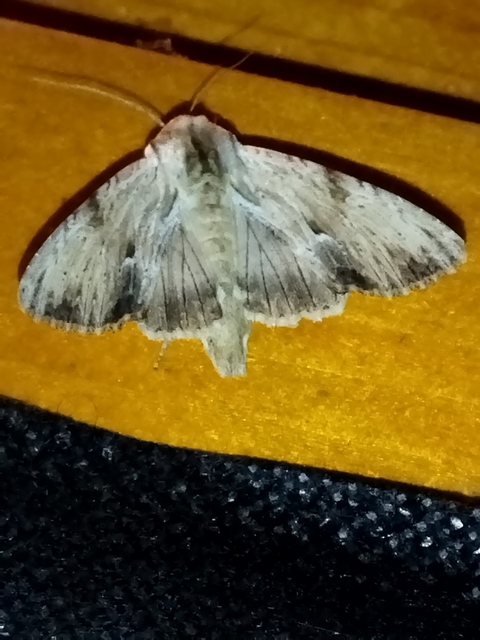 Apamea lithoxylaea - fakó dudvabagoly