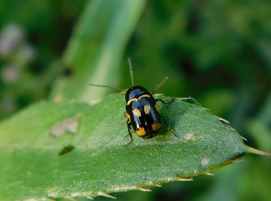 Cryptocephalus anticus - réti zömökbogár