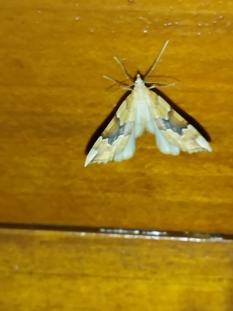 Cidaria fulvata - rózsaaraszoló