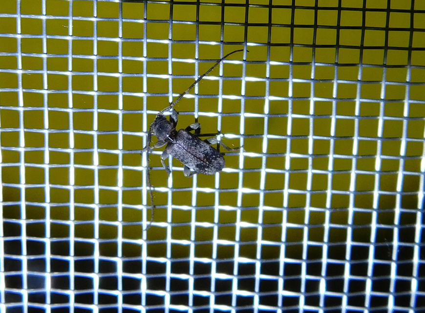 Exocentrus adspersus - tölgyfa-rőzsecincér