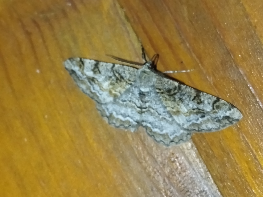 Alcis repandata - foltos faaraszoló Alcis repandata - foltos faaraszoló