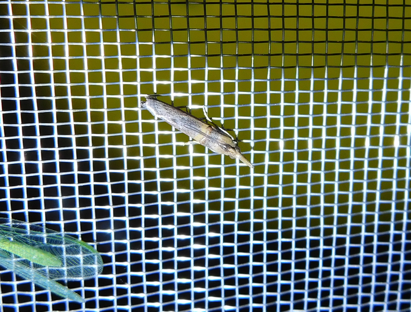 Etiella zinckenella - akácmoly