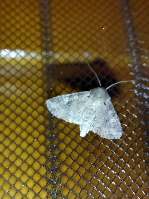 Apamea sordens - kalászrágó dudvabagoly Apamea sordens - kalászrágó dudvabagoly