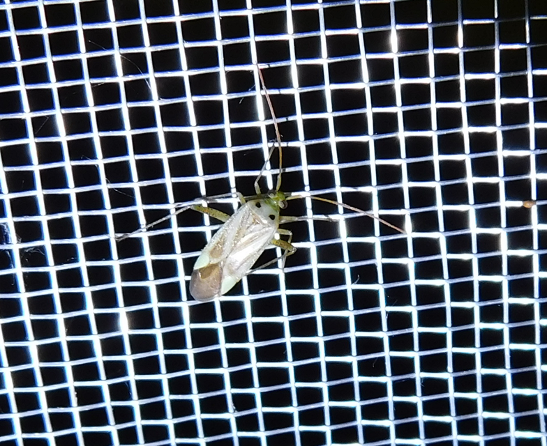 Adelphocoris lineolatus - lucernapoloska