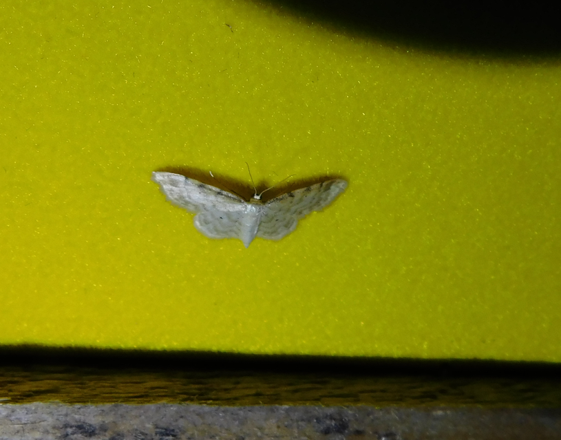 Idaea fuscovenosa - szürkeszélű apróaraszoló