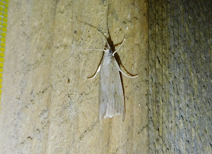 Calamotropha paludella - barna nádlevélmoly