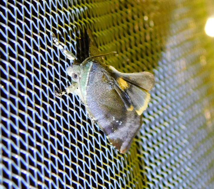 Noctua janthina - tarka sárgafűbagoly