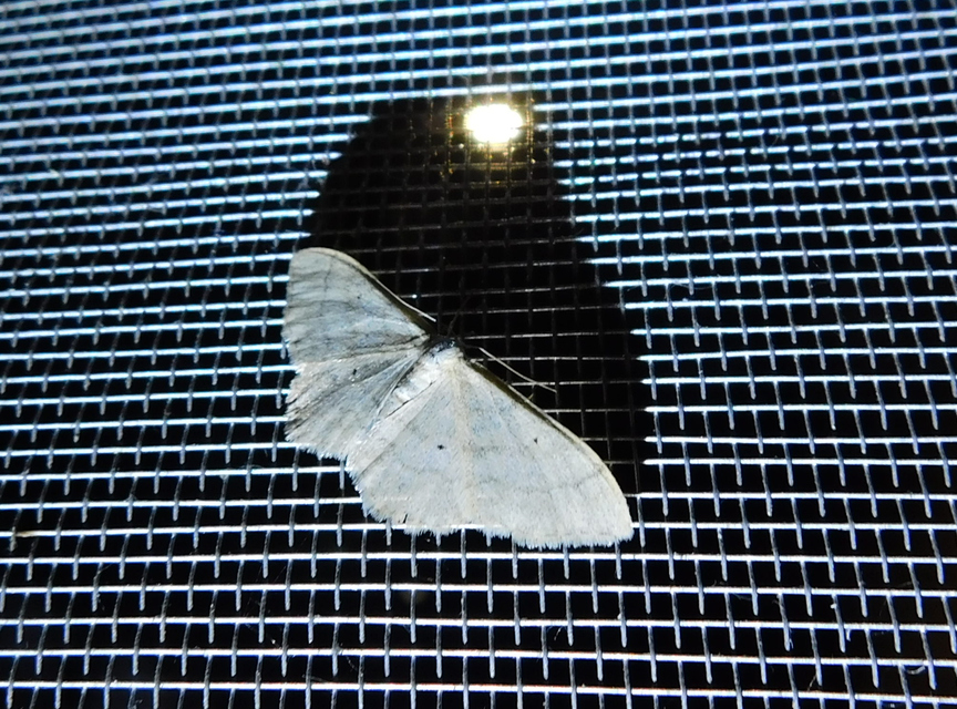 Idaea straminata - szalmasárga sávosaraszoló