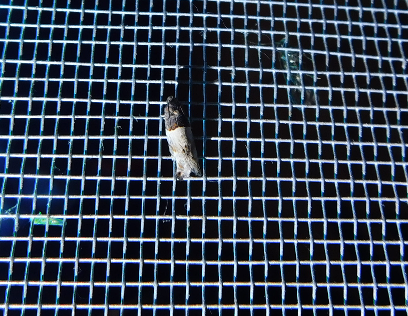 Notocelia roborana - rózsarügy-tükrösmoly