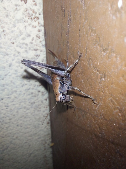 Pholidoptera griseoaptera - szürke avarszöcske
