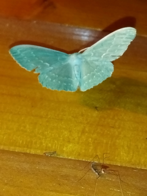 Geometra papilionaria - nagy zöldaraszoló