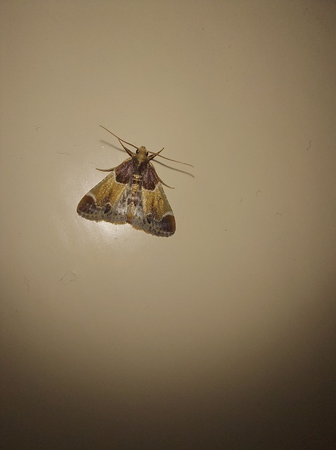 Pyralis farinalis - lisztilonca