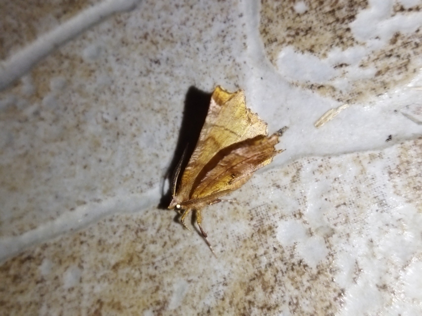 Selenia dentaria - kétfoltos holdasaraszoló