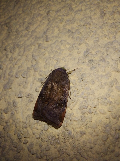 Noctua janthe/janthina