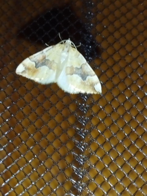 Cidaria fulvata - rózsaaraszoló