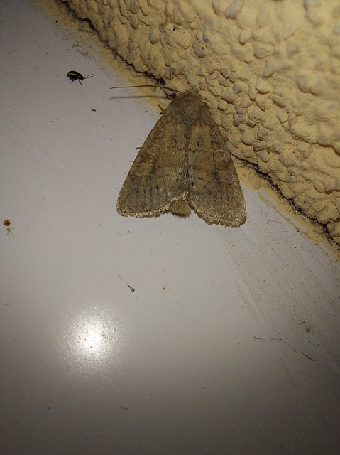 Parastichtis suspecta - sötét erdeibagoly