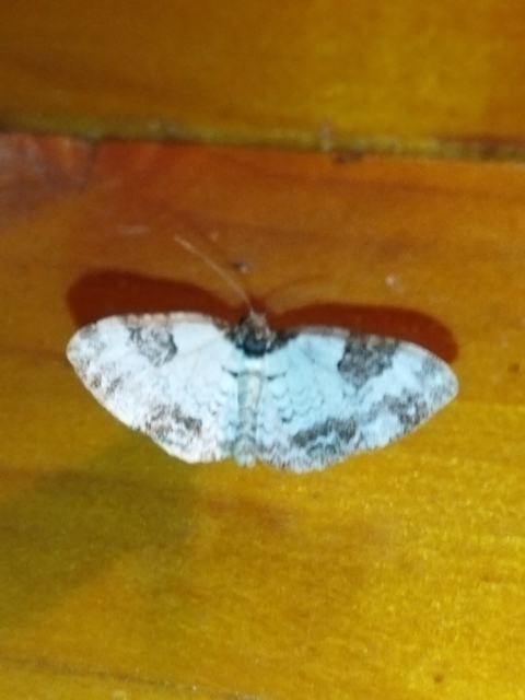 Melanthia procellata - hullámos tarkaaraszoló