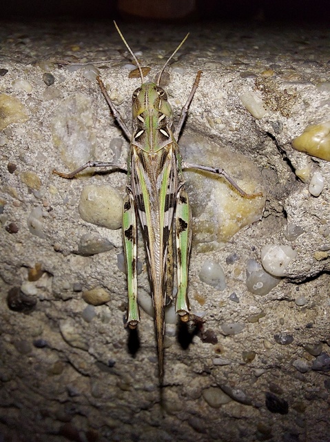Oedaleus decorus - szalagos sáska