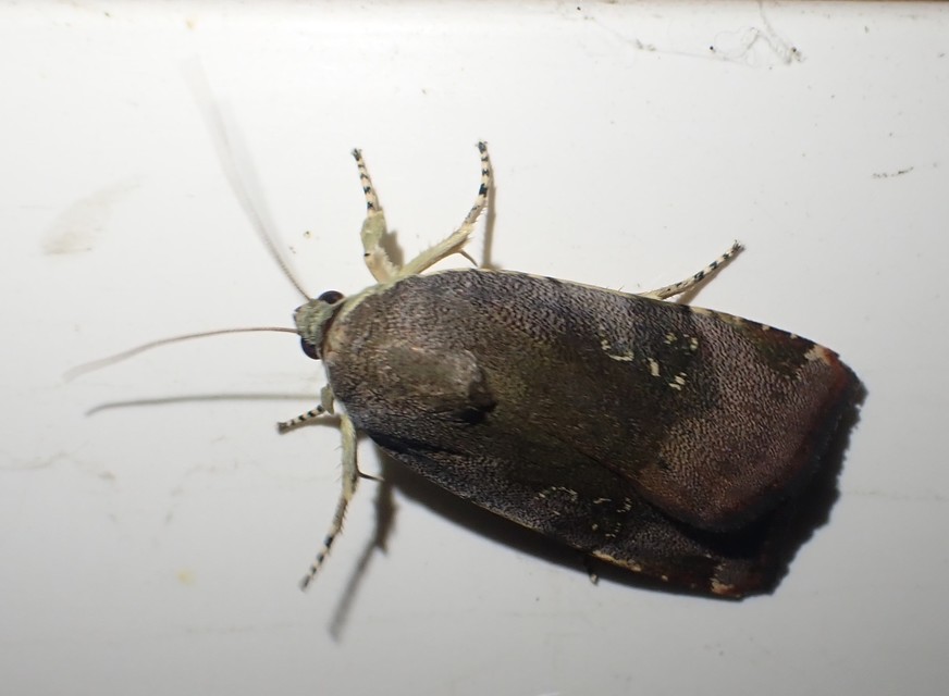 Noctua janthe/janthina