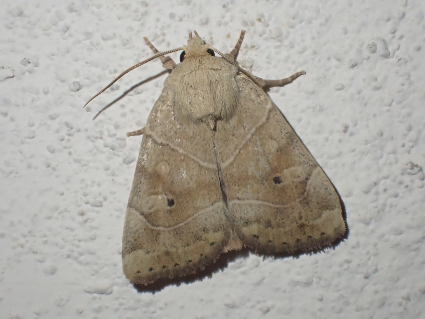 Cosmia trapezina - közönséges lombbagoly