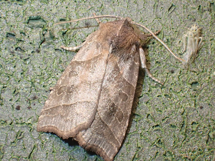 Ipimorpha retusa - sarlós fűzbagoly