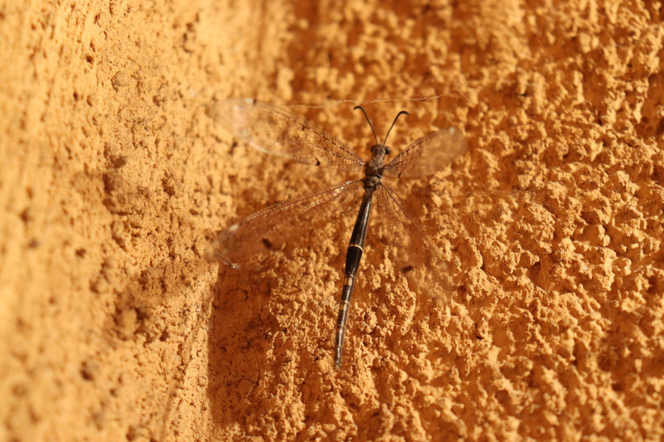 Distoleon tetragrammicus - négyfoltos hangyaleső