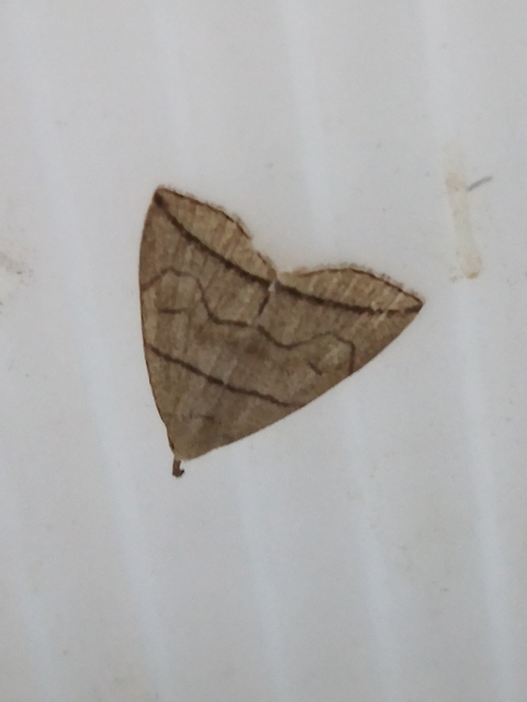 Herminia grisealis - ligeti karcsúbagoly