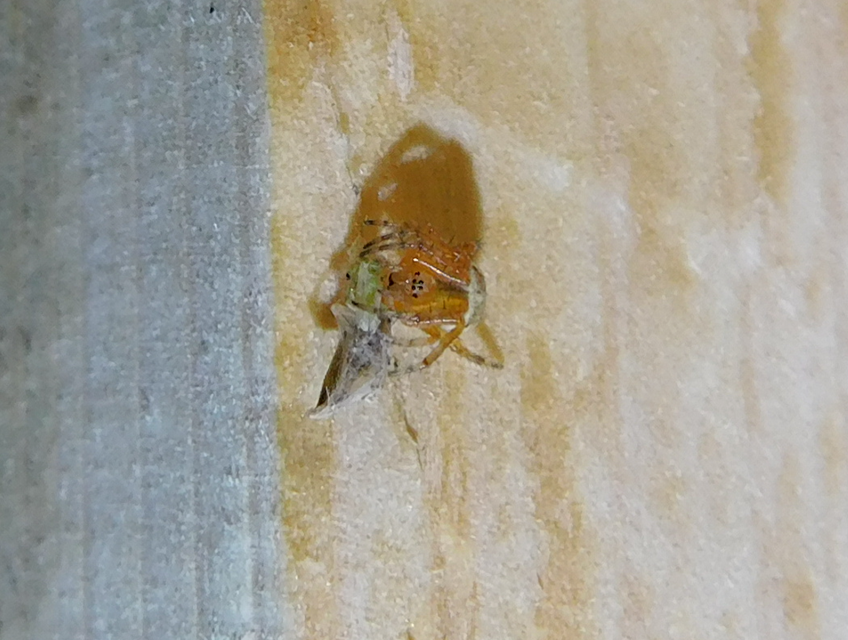 Araniella
