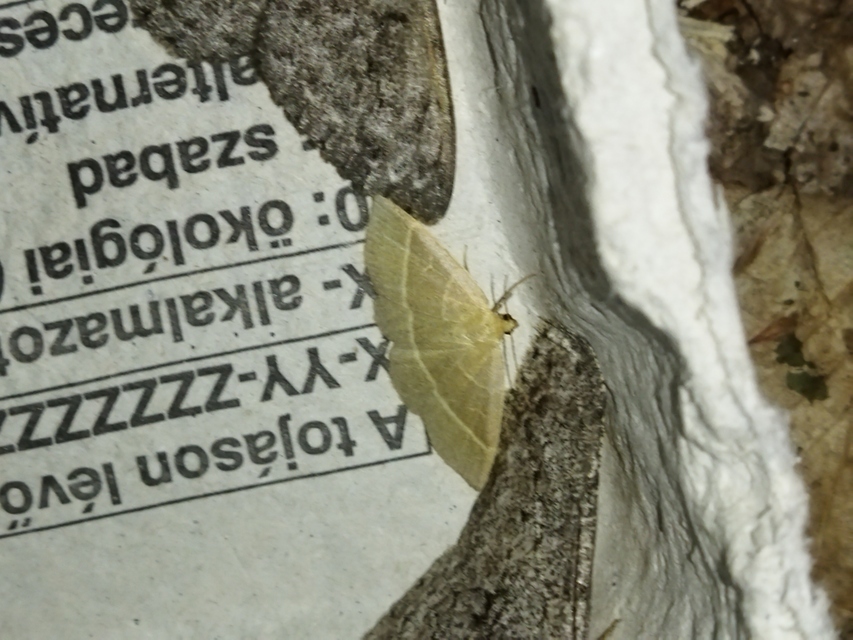 Trisateles emortualis - sárgacsíkos karcsúbagoly