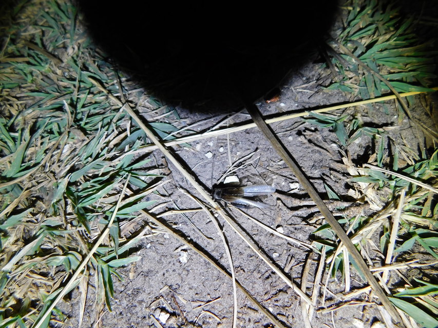 Eumodicogryllus bordigalensis - bordói tücsök